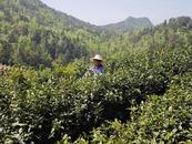桐城市：茶香滿文都 “小花”促發(fā)展