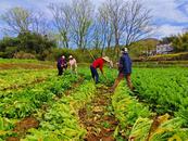 懷寧縣江鎮(zhèn)鎮(zhèn)趙山村：春日田間收獲忙   