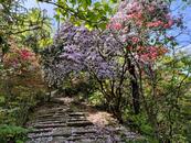 滄桑古道+漫山杜鵑，一路芳華一路景