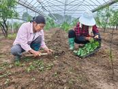 宜秀區白澤湖鄉芭茅村：“小香瓜”敲開“致富門”
