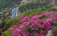 庐江：花开映山红 车在画中行