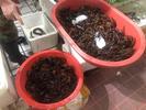 大皖观察 ∣合肥小龙虾跌破10元/斤，集中上市致价格下跌