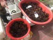 大皖觀察 ∣合肥小龍蝦跌破10元/斤，集中上市致價(jià)格下跌