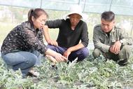 濉溪縣四鋪鎮：巾幗科技助農指導 賦能鄉村振興