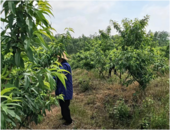懷寧縣雷埠鄉：桃樹疏果忙