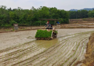 懷寧縣雷埠鄉(xiāng)：機(jī)械插秧保豐收