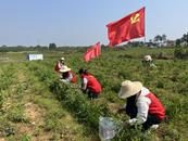 懷寧縣金拱鎮：黨群合力助增收