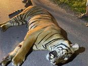 男子開車撞死一只馬來亞虎