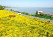 巢湖岸邊“船塘花海”絢爛綻放