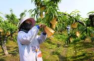 大觀區(qū)： 水蜜桃穿上“黃金衣” 增收有保障
