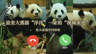 旅美大熊貓“洋洋”口吐白沫、餓得啃墻皮？成都基地回應