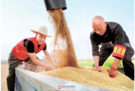 已收獲352萬余畝 阜陽市小麥收獲近半