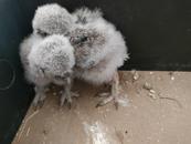 市民拆灶臺發現兩只怪鳥 專家鑒定疑為貓頭鷹幼崽