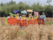 “谷谷愛·種子計劃”——安慶市樂鄰社工田園“小麥農”開展收割活動  