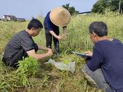 懷寧縣馬廟鎮：萬畝“花海”變油田 五月人忙喜開鐮