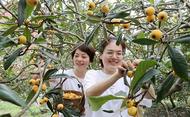 宜秀區楊橋鎮余灣村：“小枇杷”成大產業 助力產業振興