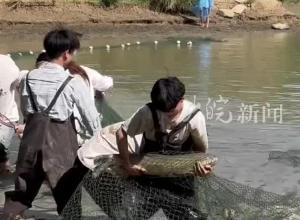 
“鱼跃明湖 校庆同欢” 安财捕鱼现场太燃了！1600余斤鲜鱼 师生免费品尝
