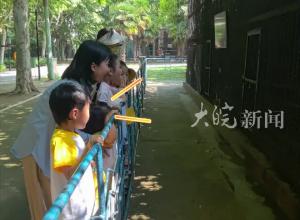 幼儿园养了只“小香猪 ”，因长势喜人 被转送动物园 ，如今已长到300多斤  