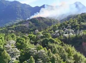 温州一地突发山火 镇政府：近百人正在全力灭火