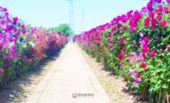 阜陽市花月季盛放多處打卡點邀您共賞