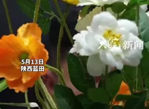 副镇长半夜叫他人妻子唱歌？ 陕西蓝田通报： 该副镇长已被停职