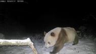 “掉色”的熊猫见过吗！秦岭再次发现棕色大熊猫