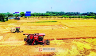 阜陽小麥大規模機收即將展開
