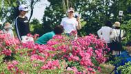 淮南市大通區：濕地公園月季花開惹人醉