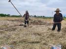 宜秀区白泽湖乡大枫社区：油菜喜丰收 农民收割忙