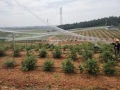 懷寧縣雷埠鄉：藍莓喜迎豐收季