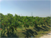 六安市椿樹鎮(zhèn)：“蚯桃”套養(yǎng)效益高
