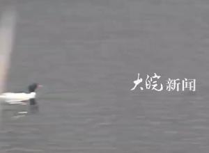 宣城两地发现“水中大熊猫”