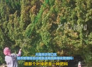 大连星海广场附近 有人给树木喷“绿漆”上色？
 部门回应：喷肥料，不是喷漆