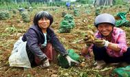 懷寧石牌：土豆迎豐收 田間采收忙