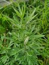 凌泽泉：飘香的艾草