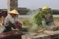 一抹草香一縷悠遠 第二屆壽州香草文化節啟幕