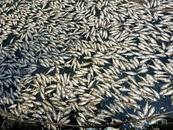 已捞出约8吨！海口红城湖现大量死鱼