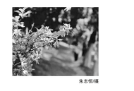 朱灿铭：和咸鸭有关的痛