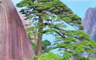 視頻∣黃山千年迎客松又迎花開(kāi)