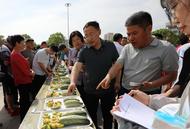 淮南市潘集區2024年酥瓜節開幕