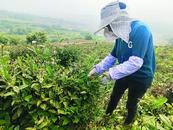巢湖：昔日打工妹今成“茶老板”