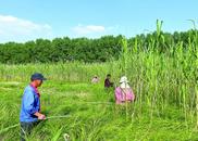 安徽三汊河國家濕地公園：修復(fù)翼果薹草 保護(hù)生物多樣性