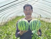 淮南本地西瓜大量上市 “吃瓜群眾”有福啦