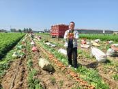 淮北市杜集區石臺鎮：600畝胡蘿卜喜獲豐收
