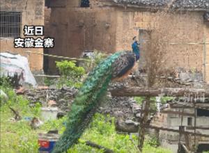 停凤山真飞来了孔雀 已“定居”四年