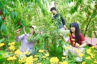 懷寧平山鎮：油桃飄香催熱“采摘游”