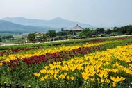 巢湖市郁金香高地百合花香引客來
