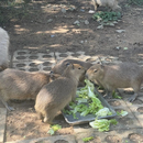“六一”14周歲以下游客免費游覽合肥野生動物園