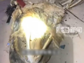 海南发现“骨架两米”的不明生物尸体，当地：难判定是何物，已作无害化处理