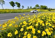 一路繁花相伴！巢湖市這條大道“火熱”上線